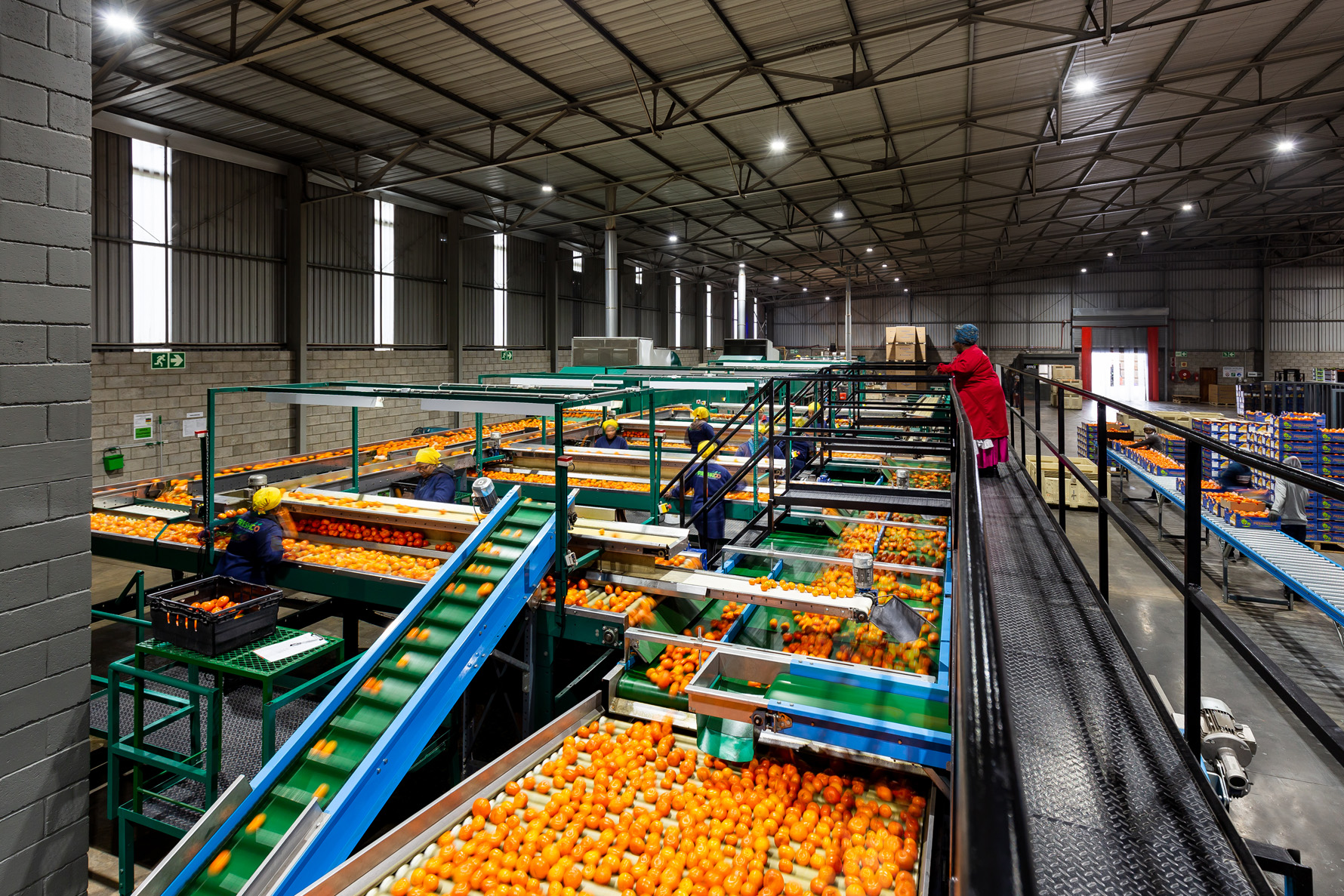 freshco-freshgro-citrus-photography-south-africa-industry-ray-truter-photography-addo-02